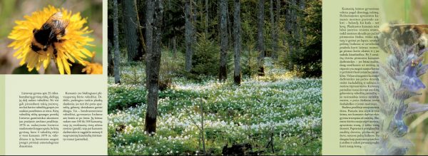 2008 Lankstinukas Lietuvos gamta - kamanė - Image 3