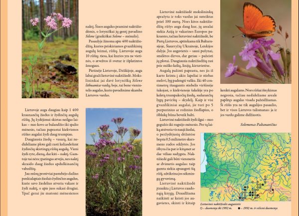 2009 Lankstinukas Lietuvos gamta - Lietuvinė naktižiedė - Image 2