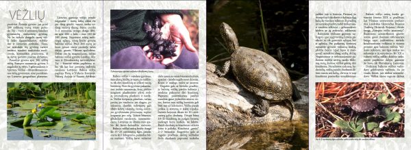 2012 Lankstinukas Lietuvos gamta - Balinis vėžlys - Image 3