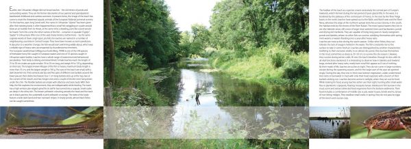 2010 Lankstinukas Lietuvos gamta - Vijūnas - Image 5